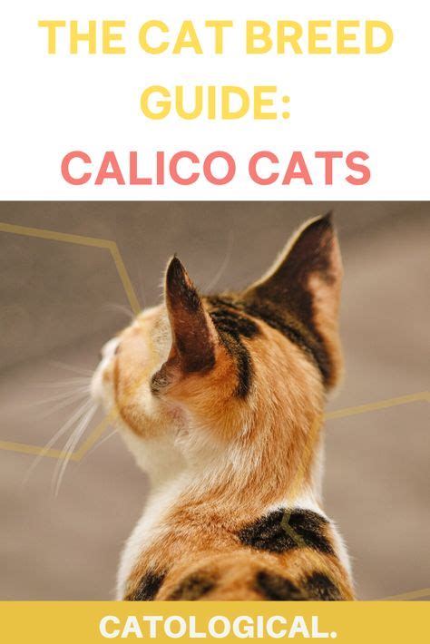 Facts About Calico Cats In 2020 Cat Facts Calico Cat Cat Love Quotes