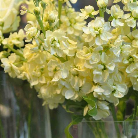 The official first day falls around march 20 or 21, otherwise known as the march equinox. English Summer Flowers | Amanda Austin Flowers | Blog