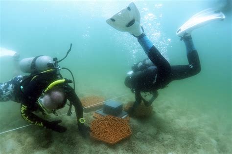 Scientists Create 3d Printed Terra Cotta Tiles To Encourage Coral Reef