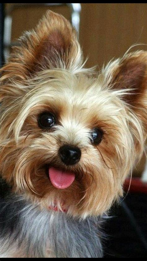 Cute Yorkie Haircut Adorable Dog Yorkie Puppy Yorkshire Terrier