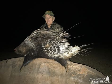 Hunting African Porcupine In South Africa