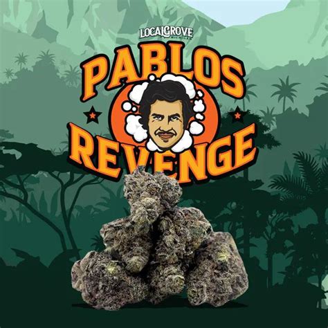 Buy Pablos Revenge Strain Pablos Revenge Strain Gas House Store