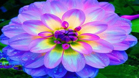 Blue Dahlia Flowers Hd Wallpapers