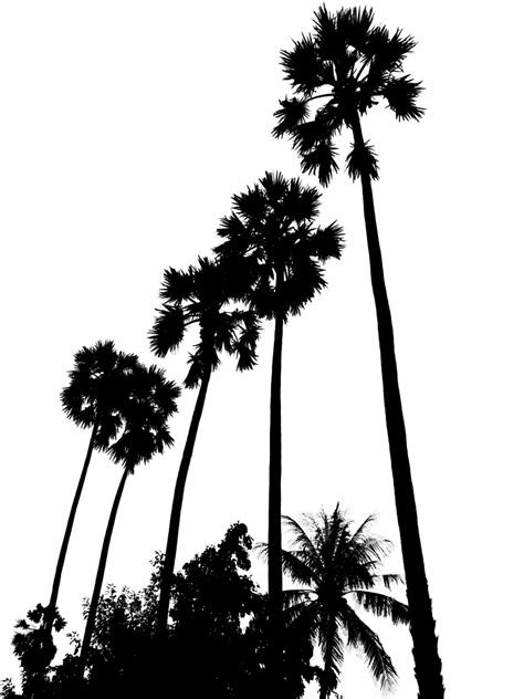 Stock Pictures Tall Palm Trees Silhouettes