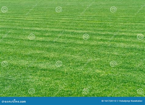 Green Grass Texture Background Stadium Grass Landscape Stock Image Image Of Beautiful Field