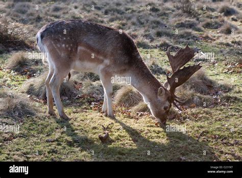 Deer At Dunham Massey In Cheshire England © Stockpixeu Stock Photo