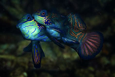 Mating Mandarin Fish Smithsonian Ocean