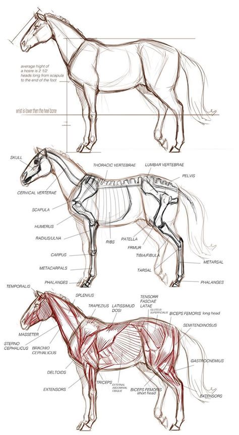 Notitle In 2020 Animal Drawings Pencil Drawings Of Animals Horse