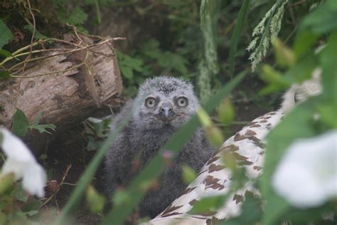 Newquay Zoo Welcomes First Ever Snowy Owl Chick Newquay Zoo