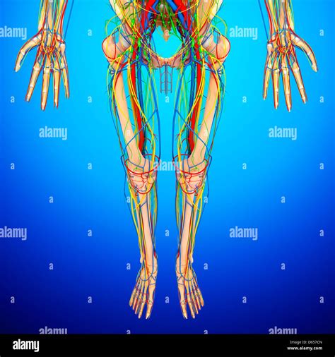 Lower Body Anatomy Artwork Stock Photo Alamy