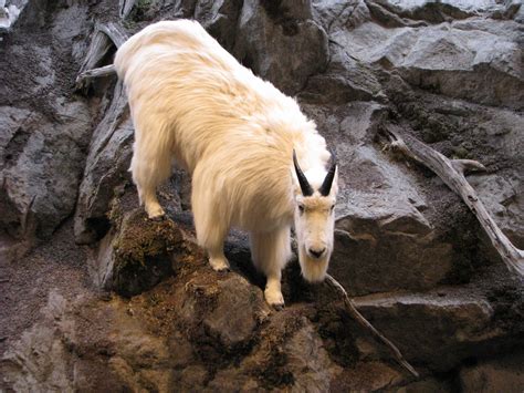 Mountain Goat Free Stock Photo Public Domain Pictures