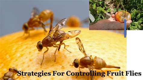 Controlling Fruit Flies Part 1 Youtube