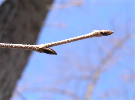 Slippery Elm Purdue Fort Wayne