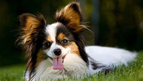 Papillon Barking Royalty