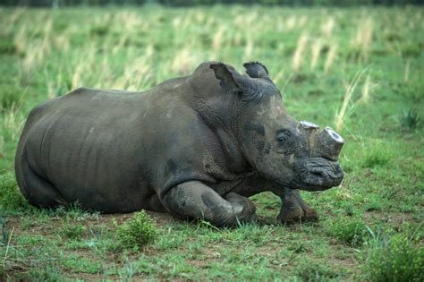 Poaching Of African Rhinos Rises At Alarming Rate Time