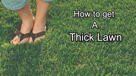 How To Get A Thicker Lawn Best Practices 5 Steps To A Perfect Lawn