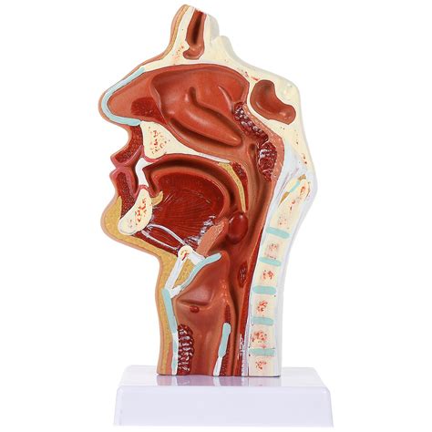Nasal Cavity Model Cavity Model Pharynx Larynx Anatomical Model Throat