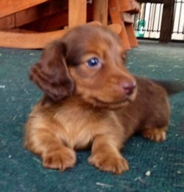 Mini dachshund puppies for sale all kinds. AKC Dachshunds in San Antonio, Austin, Dallasand Houston ...