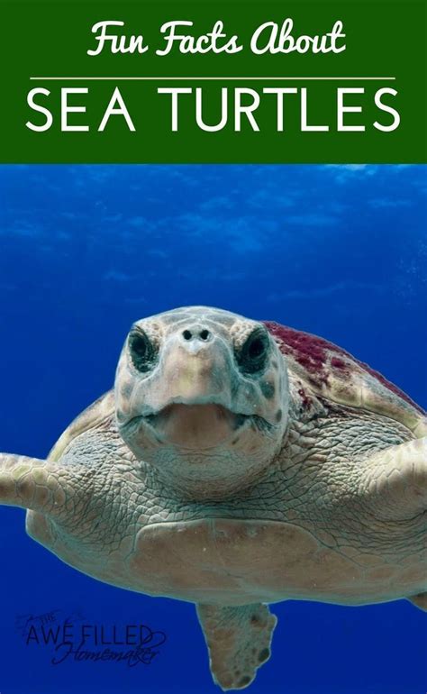Fun Facts About Sea Turtles Sea Turtle Facts Sea Turtle Ocean Animals