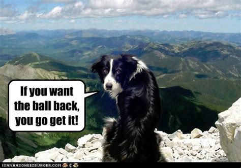 25 border collie memes ranked in order of popularity and relevancy. I Has A Hotdog - border collie - Page 2 - Funny Dog Pictures | Dog Memes | Puppy Pictures ...