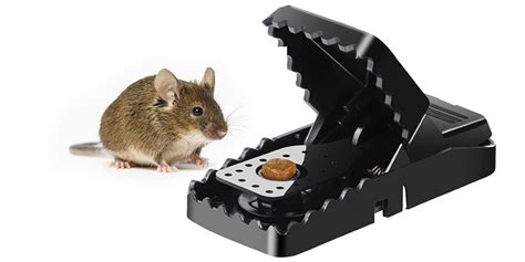 The Best Mouse Traps Of Best Wiki