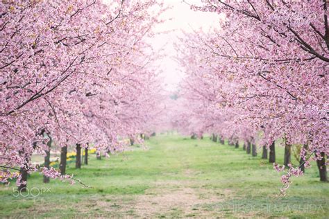 Footpath Of Sakura Hermosa Naturaleza Hermosos Paisajes Paisajes