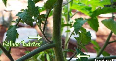 Como Podar Tomateiros Jardinet