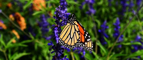Download Wallpaper 2560x1080 Monarch Butterfly Butterfly