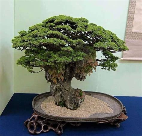 A Bonsai Tree Sitting On Top Of A Tray