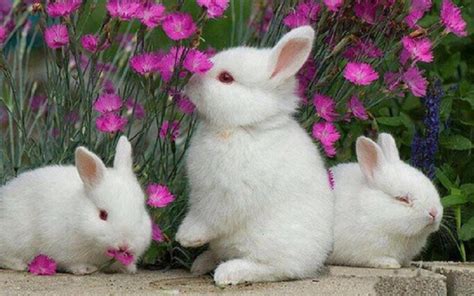 Cute Rabbit Wallpaper Bunnies And Flowers 1280x800 Wallpaper
