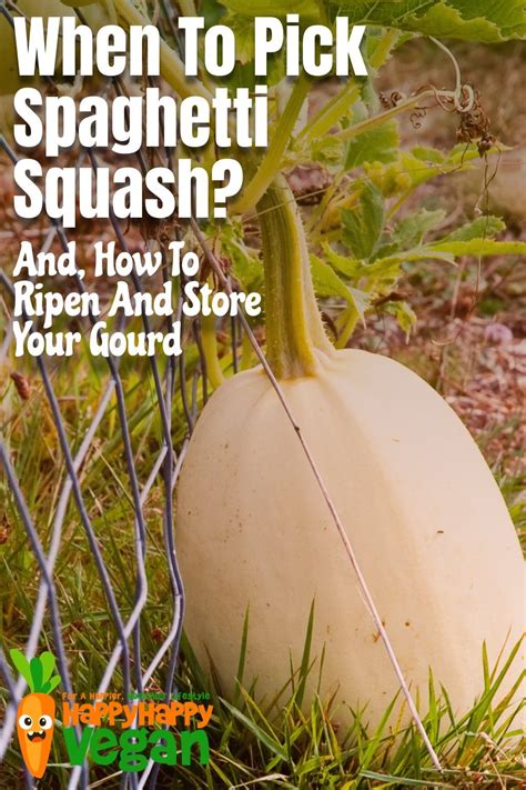 When To Pick Spaghetti Squash And How To Ripen And Store Your Gourd