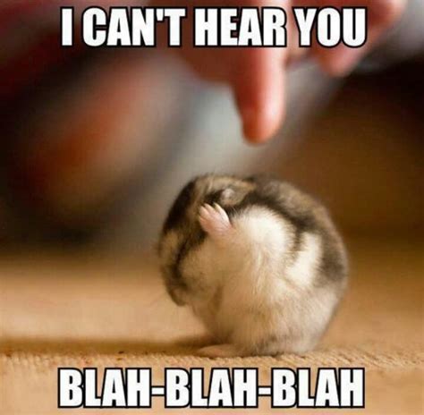 30 Most Funny Hamster Meme Pictures And Photos