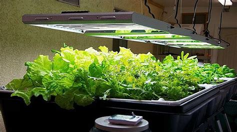 Delectable Edibles You Can Grow In Your Indoor Winter Garden Growing
