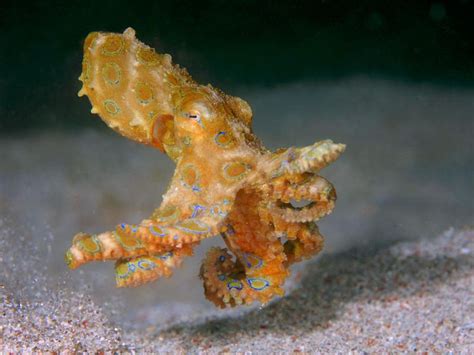 Meet The Blue Ringed Octopus That Can Kill You In Minutes Always Pets