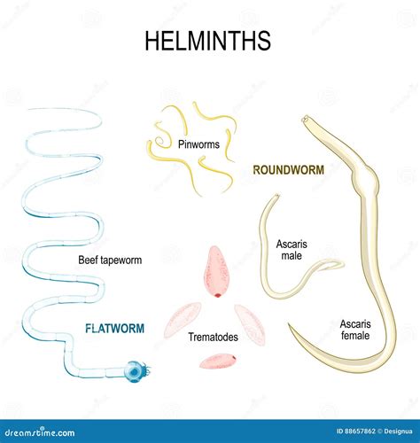 Tipos De Parasitas Humanos