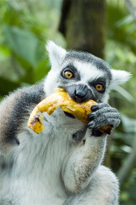19 Eating Lemur Free Stock Photos Stockfreeimages