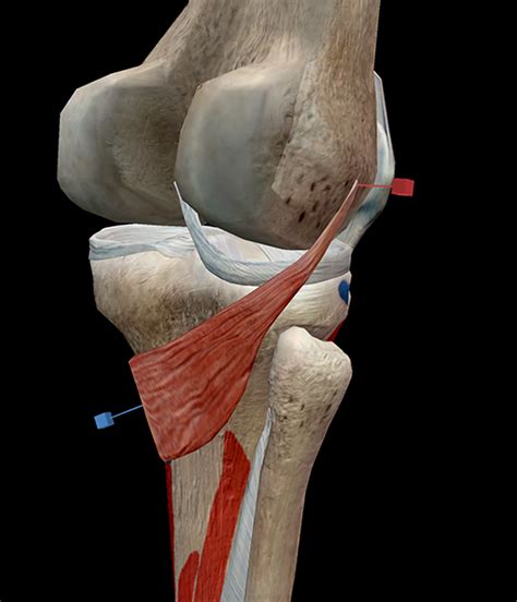 Learn Muscle Anatomy Popliteus