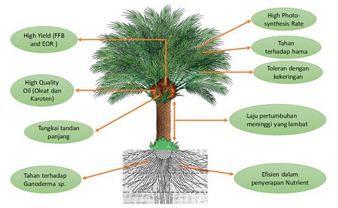 Pokok Kelapa Sawit Klasifikasi Dan Morfologi Tanaman Kelapa Sawit My