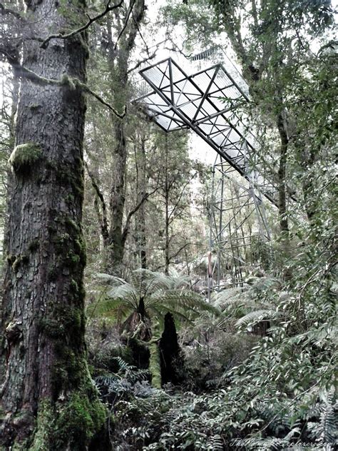 Mount Donna Buang The Rainforest Skywalk The Nomadic