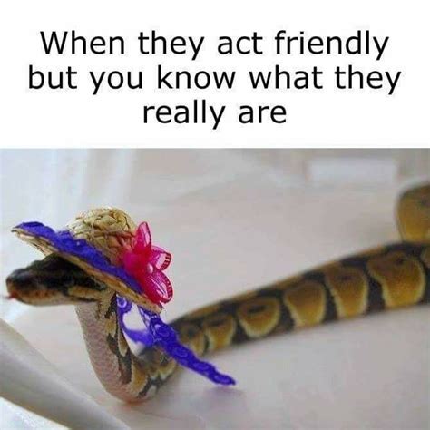 Funny Snake Quotes Shortquotescc