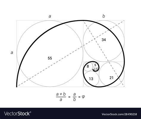 Golden Ratio Proportion Spiral Section Royalty Free Vector