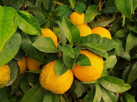 7 Steps To Growing Citrus Indoors No Matter Where You Live Fruit