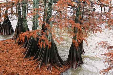 Cypress Trees On Cross Lake In Shreveport Louisiana Cross Lake Shreveport