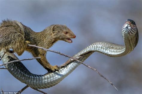 Stunning Photos Capture Snake And Mongoose Fight In The African Savanna