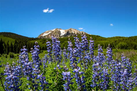 Wildflower Festival Crested Butte Co 2019 On Behance