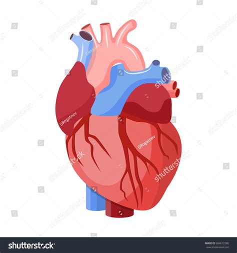 Anatomical Heart Isolated Muscular Organ Humans Stock Illustration