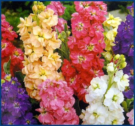 Matthiola Incana Cv Stock Giant Imperial Mix Seeds X 2gm Approx