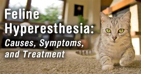 Fortunately, the condition is rare, but for otherwise, keeping your cat calm and helping it to avoid any evident food or emotional triggers may help keep your cat's fhs symptoms under control. Feline Hyperesthesia: Symptoms of This Weird Cat Disorder