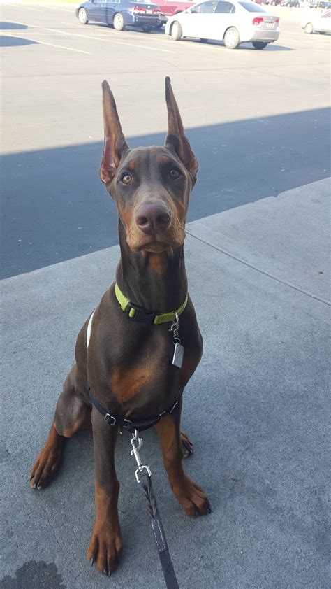 Dexter Is A Doberman He Is 6 Months Old He Is The Size Of A Small
