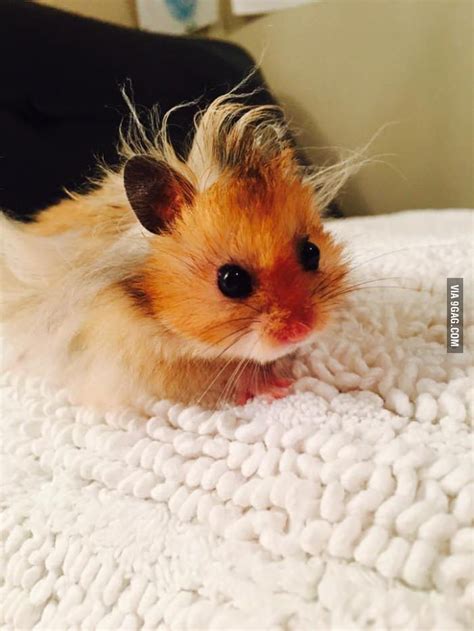 Baby Hamster Has A Bad Hair Day Cute Hamsters Cute Animals Baby